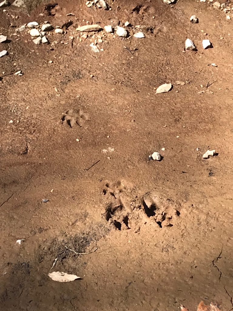 Paw Prints Found at Spring Mill Twin Caves